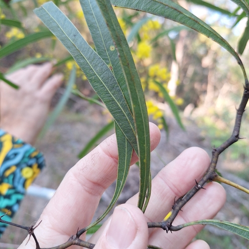 Image of Acacia macradenia by (c) Greg Tasney, some rights reserved (CC BY-SA)
