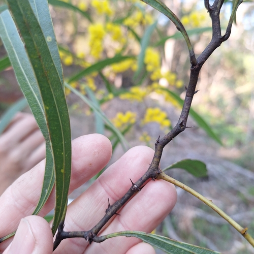 Image of Acacia macradenia by (c) Greg Tasney, some rights reserved (CC BY-SA)