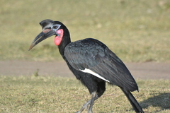 Abyssinian Ground-Hornbill photo 3