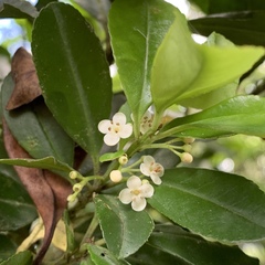 Ilex maximowicziana