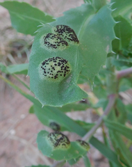 Puccinia grindeliae