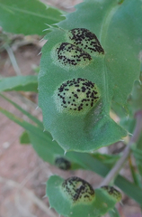 Puccinia grindeliae