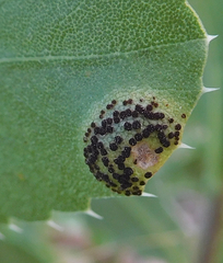 Puccinia grindeliae