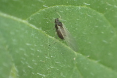 Aphididae