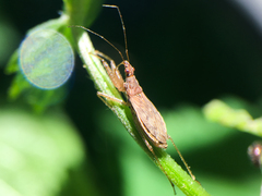 Nabis rufusculus
