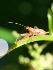 Nabis rufusculus