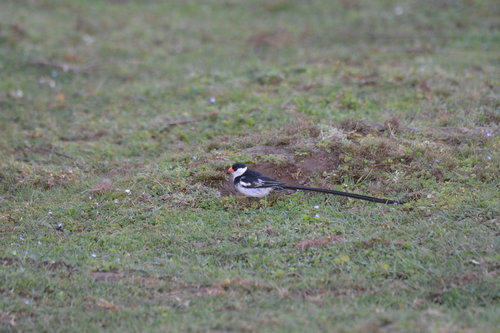 Pin-tailed Whydah