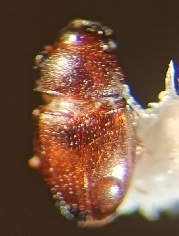 Tisactia
