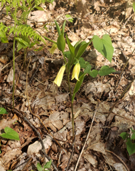 Uvularia puberula