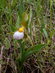 Cypripedium candidum