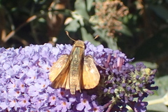 Hylephila phyleus