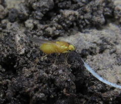 Chyromyidae