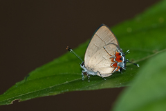 Calycopis drusilla