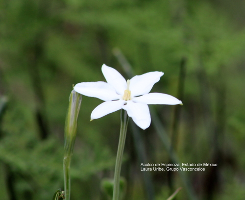 Mexican star