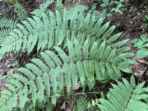 Dryopteris polylepis iNat (2)