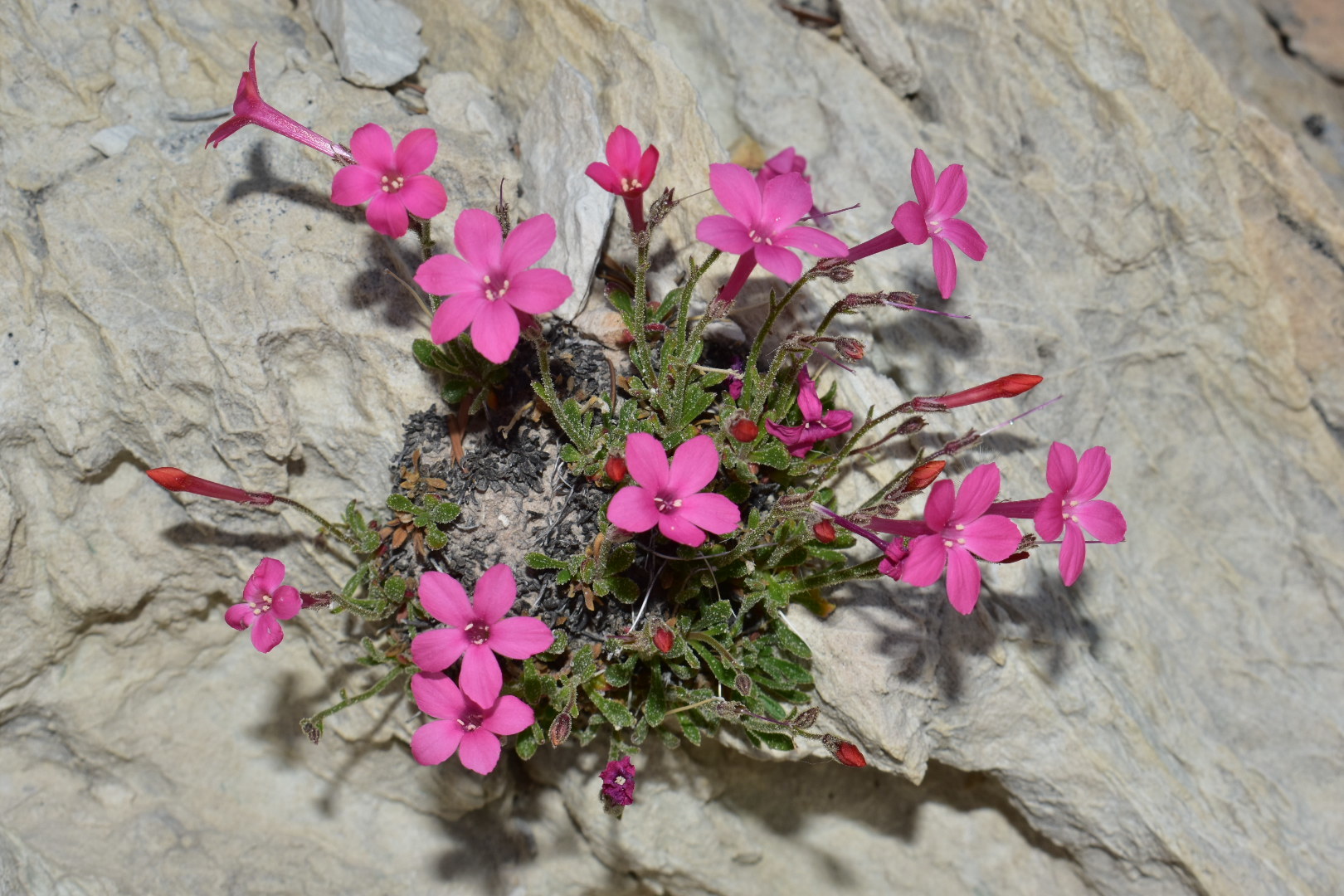 sabbatical⭐︎GILIA SABBATICAL GILIA Sandstone – WAFUU JAPAN