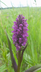 Dactylorhiza incarnata cruenta