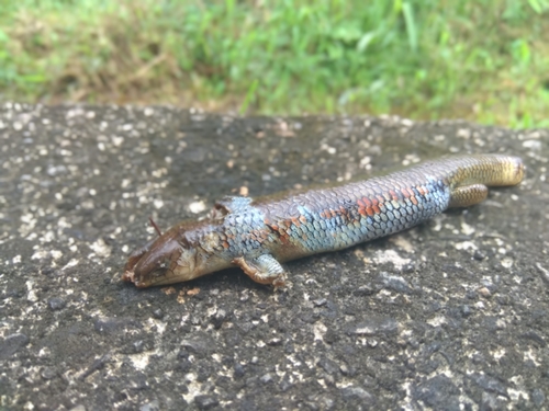 Plestiodon chinensis