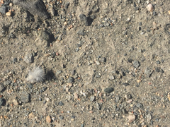 Dasymutilla gloriosa