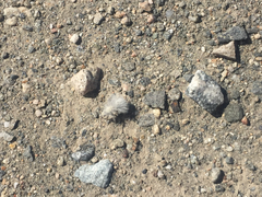 Dasymutilla gloriosa