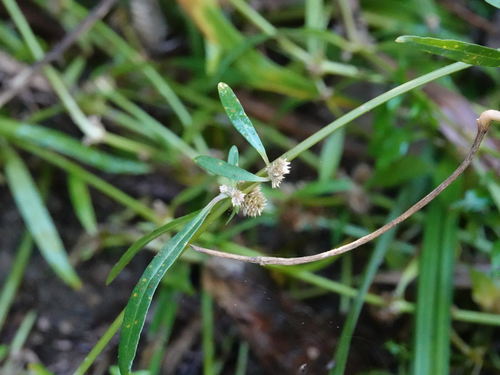 Alternanthera nahui (Alternanthera nahui)