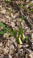 Uvularia puberula