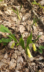 Uvularia puberula