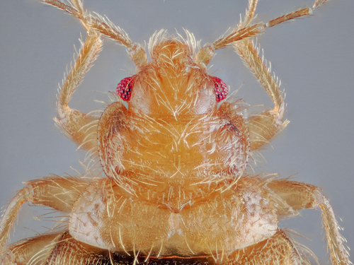 Swallow bugs