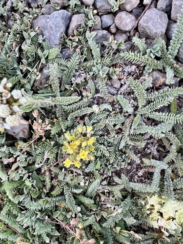 Image of Ivesia gordonii by (c) Judi Sanders, some rights reserved (CC BY)