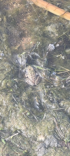 Northern Leopard Frog