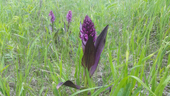 Dactylorhiza incarnata cruenta