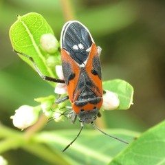 Lygaeus kalmii