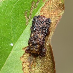 Octotoma marginicollis