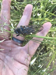 Okanagana schaefferi