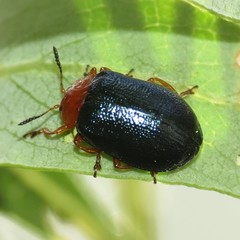 Plagiodera arizonae