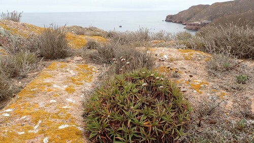 Image of Berlengas Sea Pink (Armeria berlengensis) by (c) Nicola Crockford, some rights reserved (CC BY)