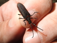 Desmocerus aureipennis