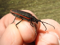 Desmocerus aureipennis