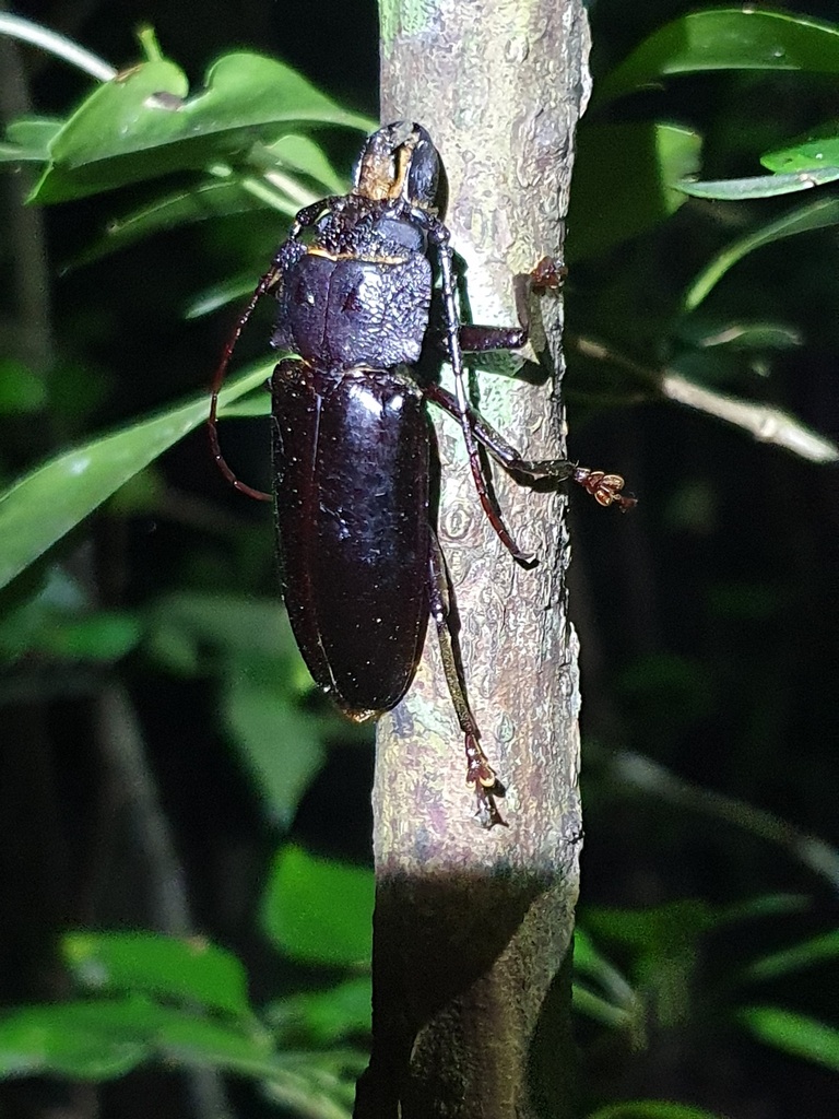 Hovorodon maxillosus
