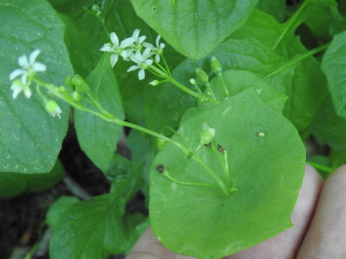 Claytonia perfoliata