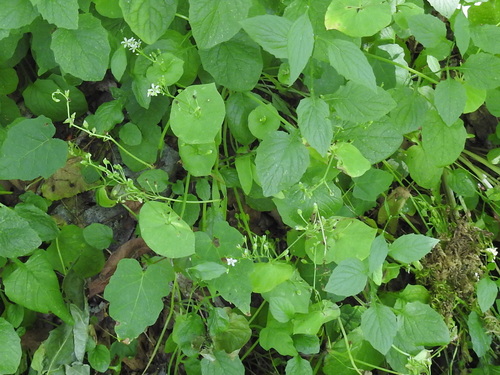 Claytonia perfoliata
