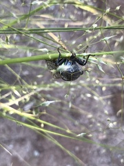 Okanagana schaefferi