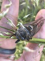 Okanagana schaefferi