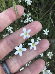 Eremogone ferrisiae