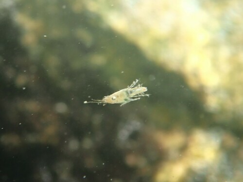 Ampithoe ramondi observed 2024-08-08