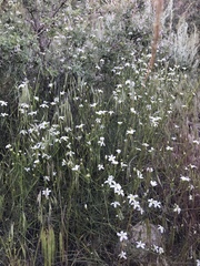 Eremogone ferrisiae