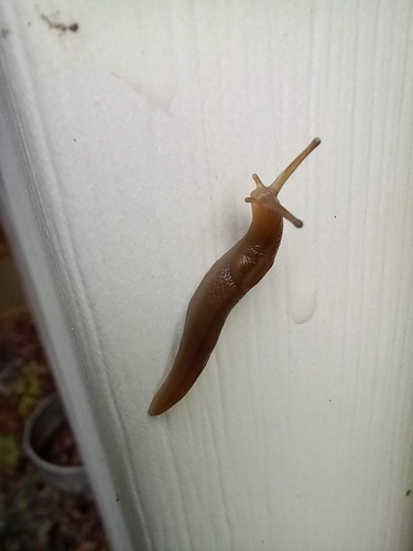Striped Greenhouse Slug, Spartanburg County, SC, USA, photo 7 of 10