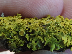 Xanthomendoza montana