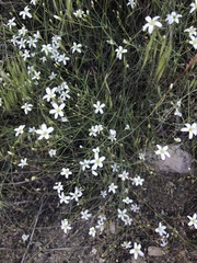 Eremogone ferrisiae