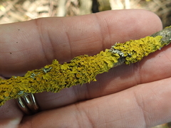 Xanthomendoza montana